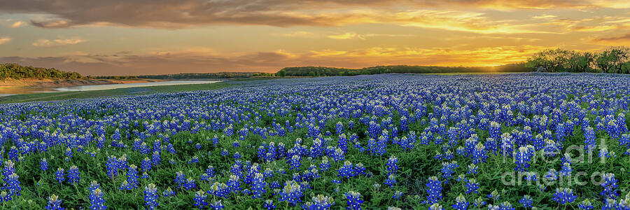 Texas River Bluebonnets after Sunset Panorama Photograph by Bee Creek ...