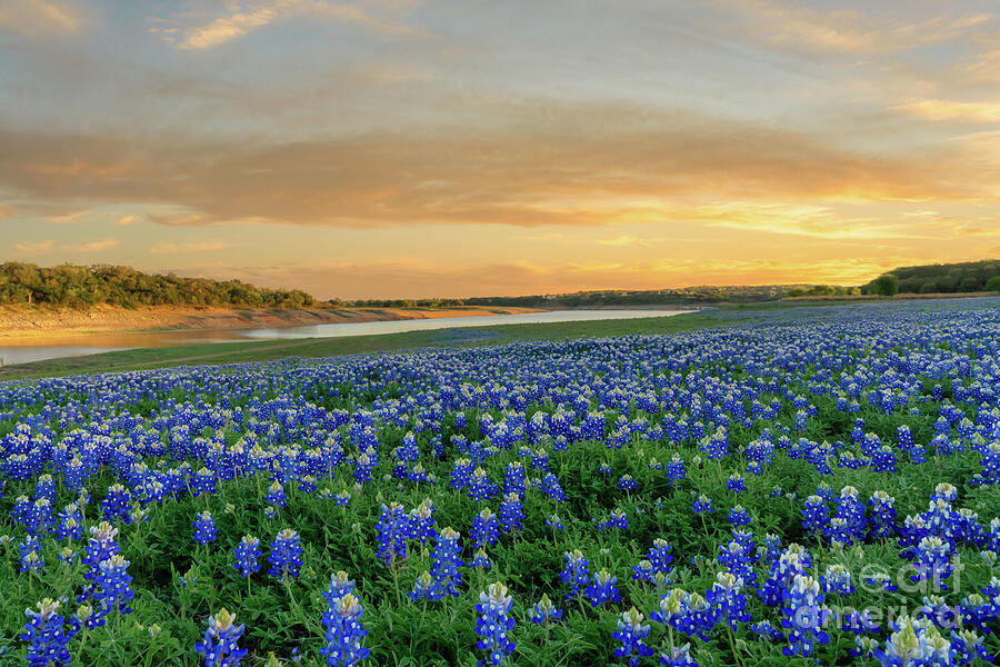 Lake Travis Bluebonnets At Sunset Photograph By Bee Creek Photography 