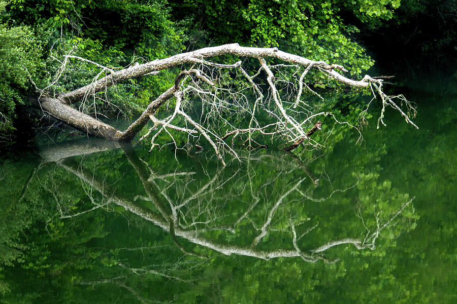 River Branches Stillness Photograph