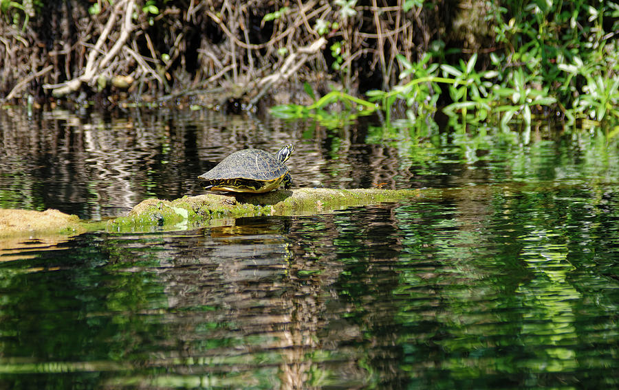 River Cooter Turtle Sunning Photograph by Sally Weigand - Pixels