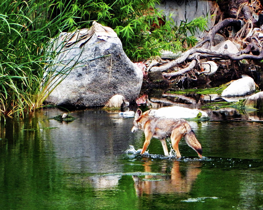 River Coyote Photograph by Andrew Lawrence