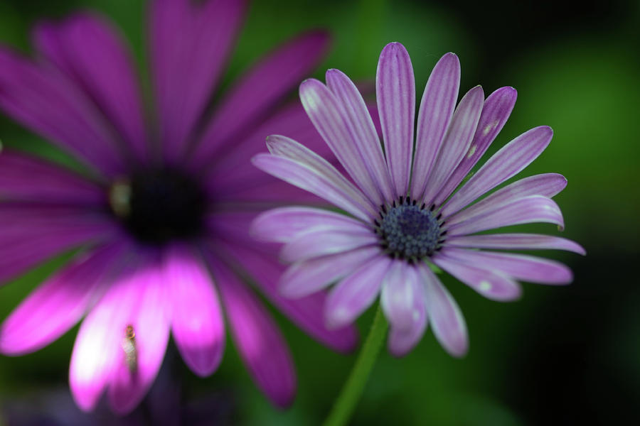 River daisy flowers Photograph by Avenue Des Images - Fine Art America