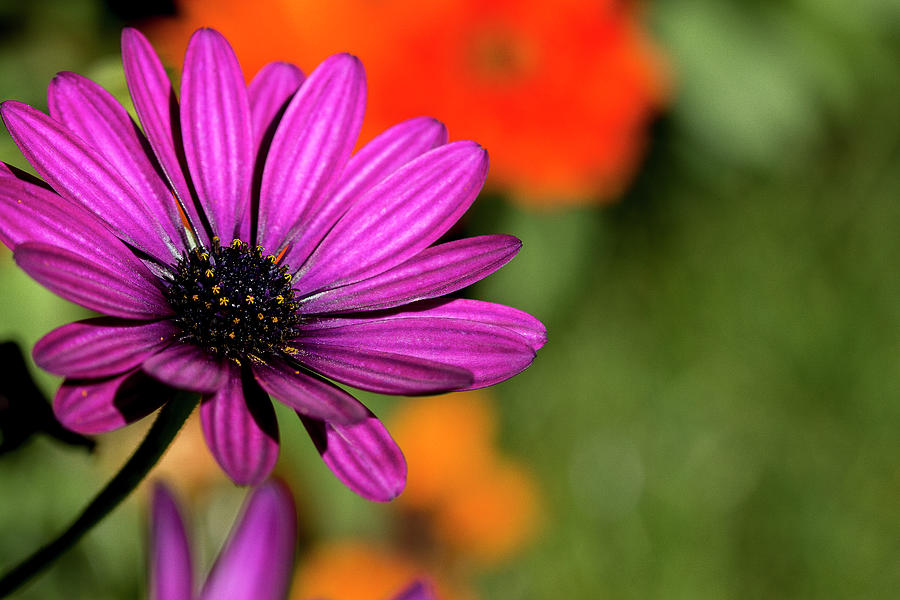 River daisy Photograph by Sue Gilbert - Fine Art America