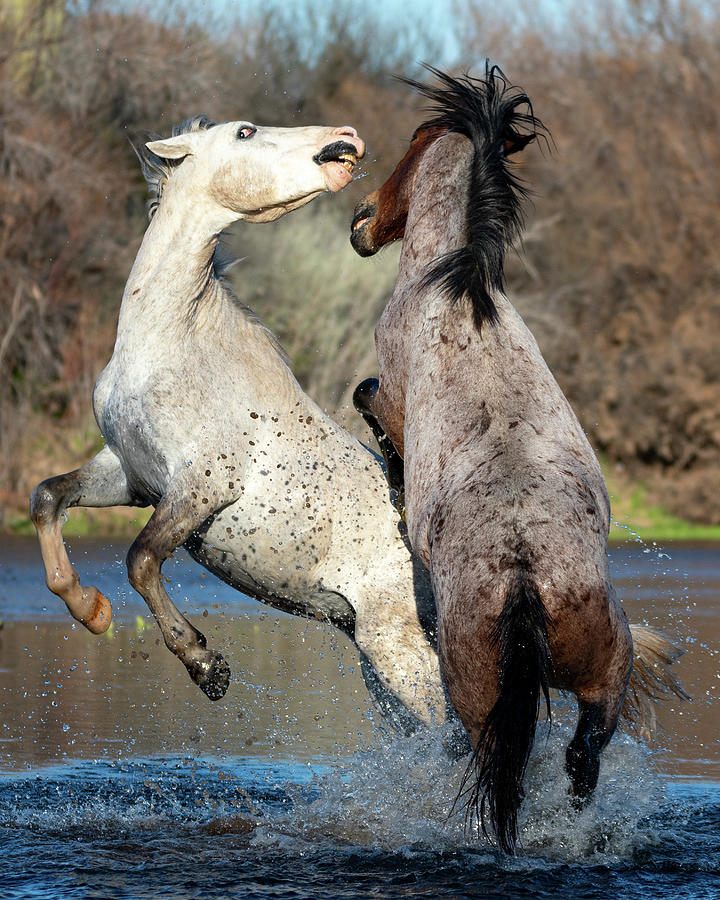 River Dance Photograph by Mary Hone