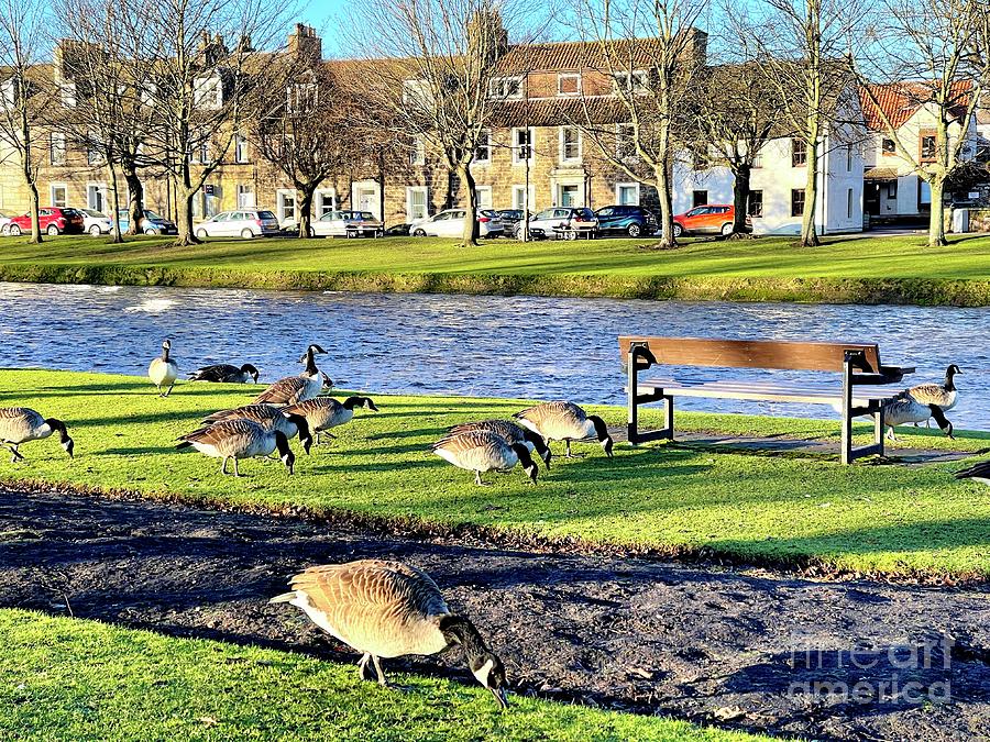 River Esk With Ducks Musselburgh Pr003 Photograph