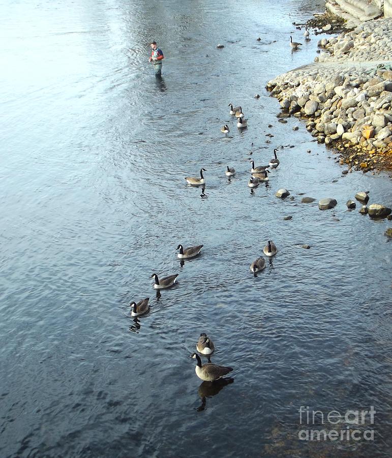 Winter Photograph - River Fishing With Canadian Geese     St. Joseph River    Indiana      Winter by Rory Cubel