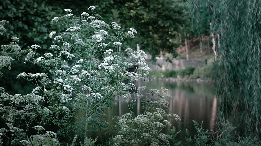 River Flowers Photograph by Jason Fink
