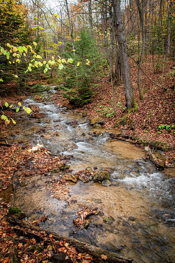 River Flowing through an Autumn-Coloured Forest Photograph by John Twynam