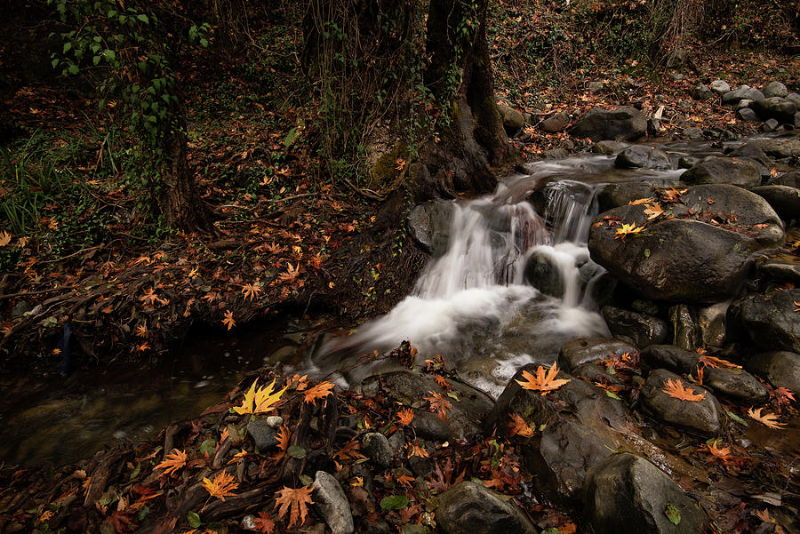 River flowing with maple leaves in Autumn Photograph by Michalakis Ppalis