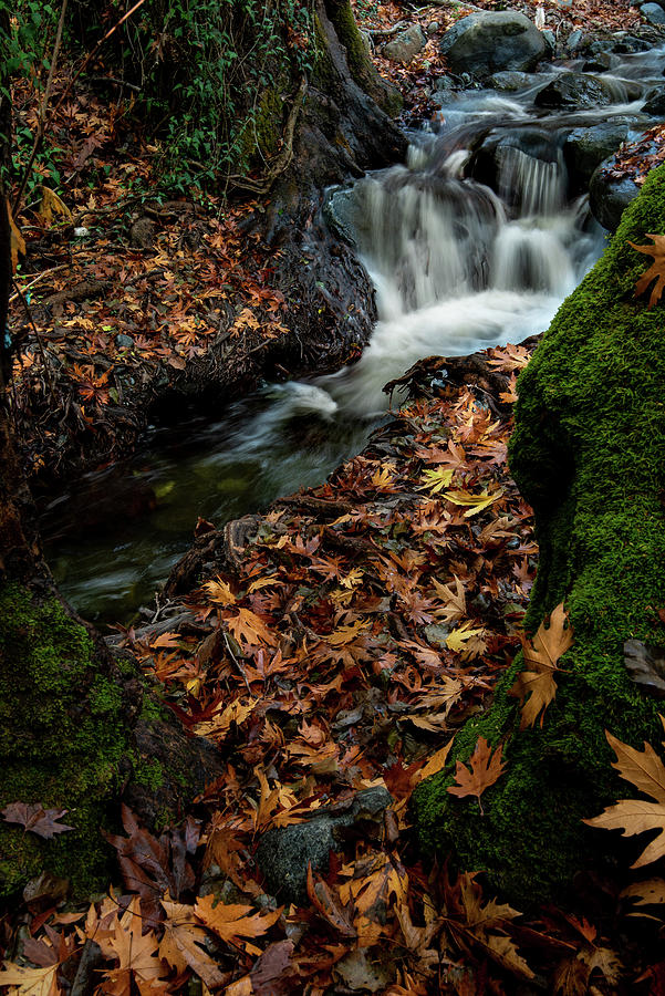 River flowing with maple leaves on the rocks on the riverside in autumn season Photograph by Michalakis Ppalis