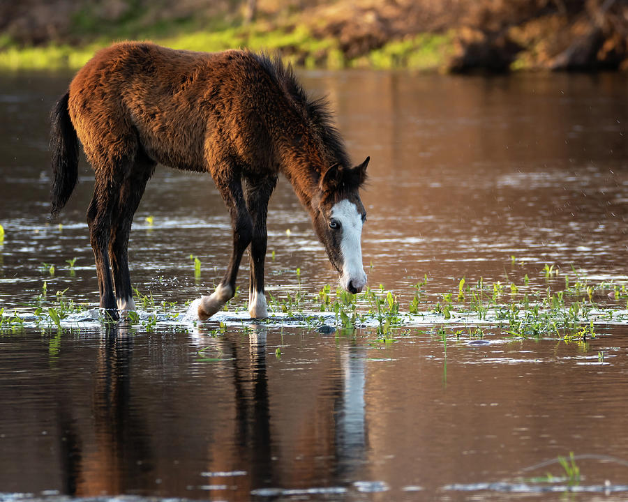 River foal Photograph by Mary Hone
