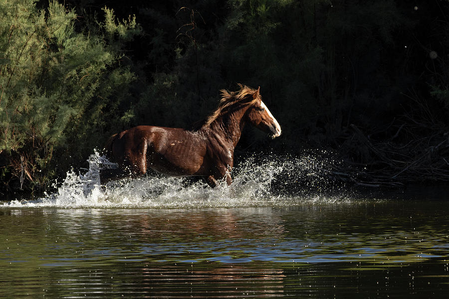 River Gallop Photograph by Sue Cullumber