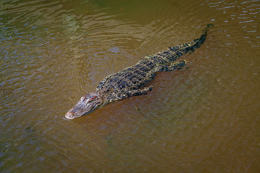 River Gator Photograph by Tim Stanley