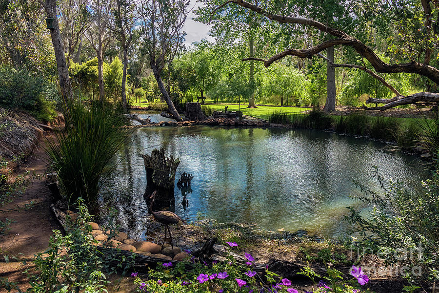 River Gums Garden, Balingup, Western Australia Photograph by Elaine Teague