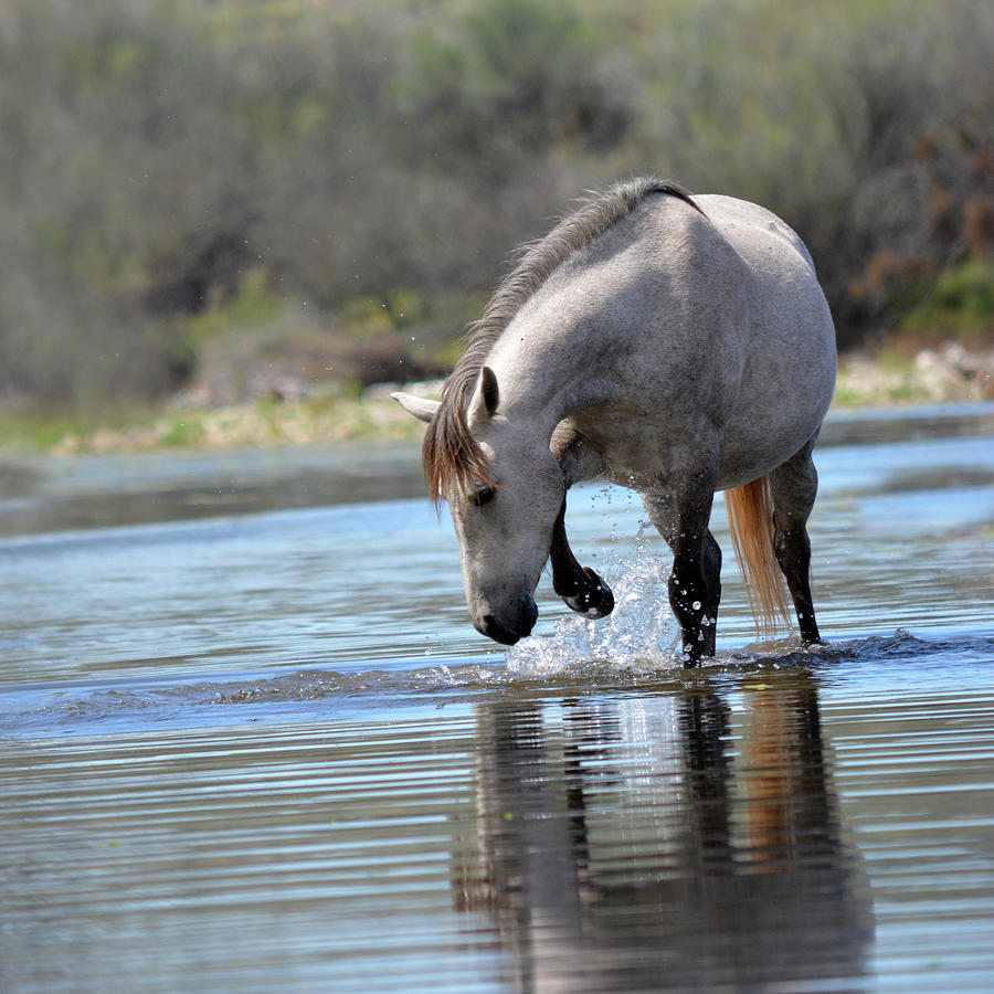 River Horse at Play Photograph by Barbara Sophia Travels River Horse at Play Photograph by Barbara Sophia Travels