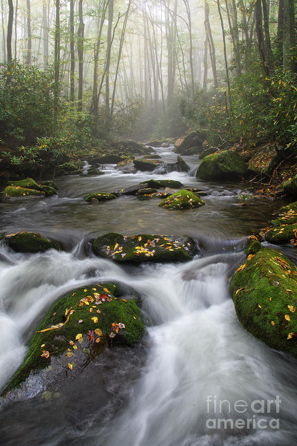 River In Foggy Forest Photograph by Phil Perkins