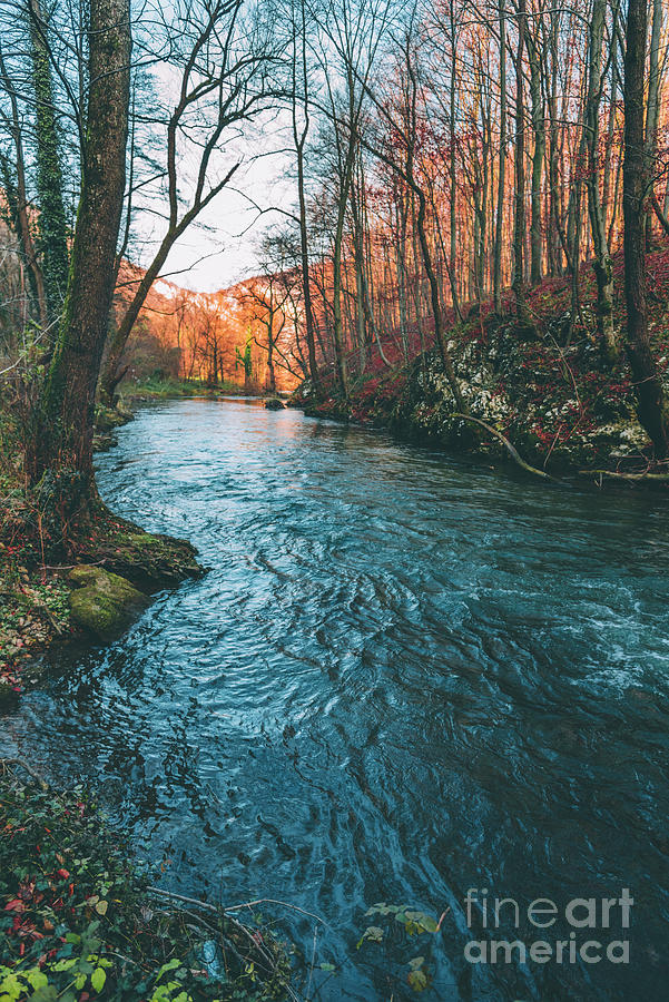 River in the wood Photograph by Jelena Jovanovic
