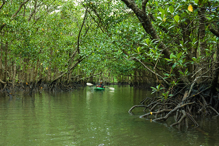 River kayaking in lush mangrove swamp, Okinawa Photograph by Ippei Naoi