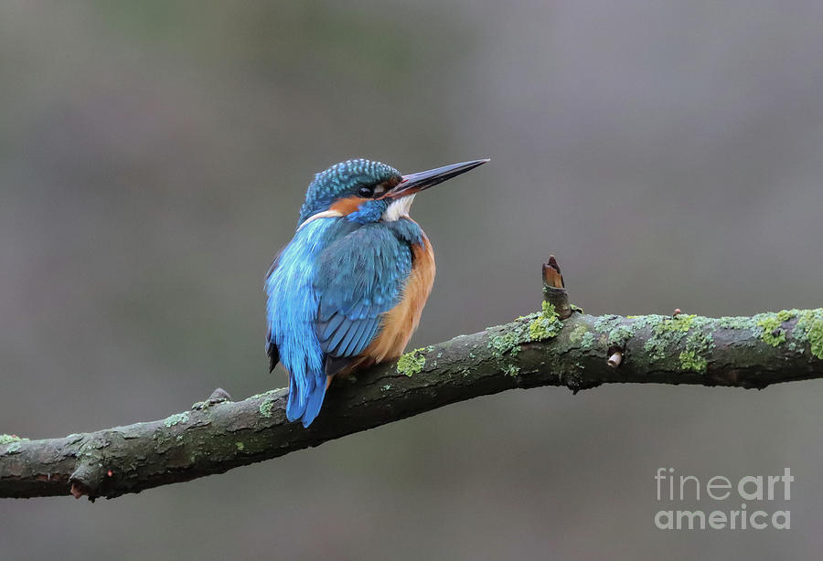 Wildlife Photograph - River Kingfisher by Eva Lechner