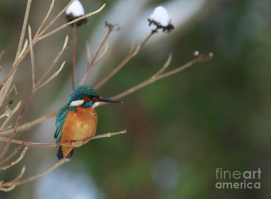 Wildlife Photograph - River Kingfisher in a Winter Morning by Eva Lechner