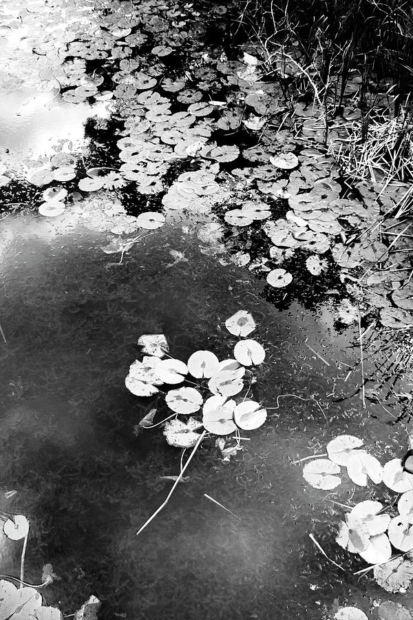 River Lilies Photograph by Mia Badenhorst