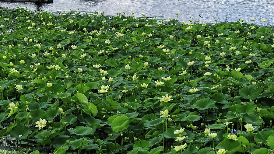 River Lotus Photograph by Farol Tomson