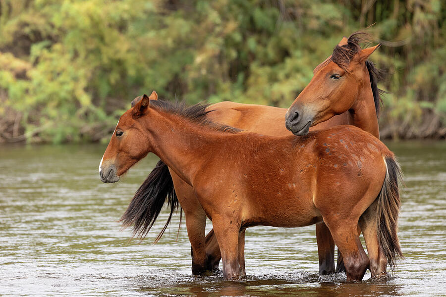 Wildlife Photograph - River Mare and Foal by Sue Cullumber