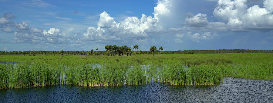 River of grass - Everglades 2020 Photograph by Joey Waves | Pixels