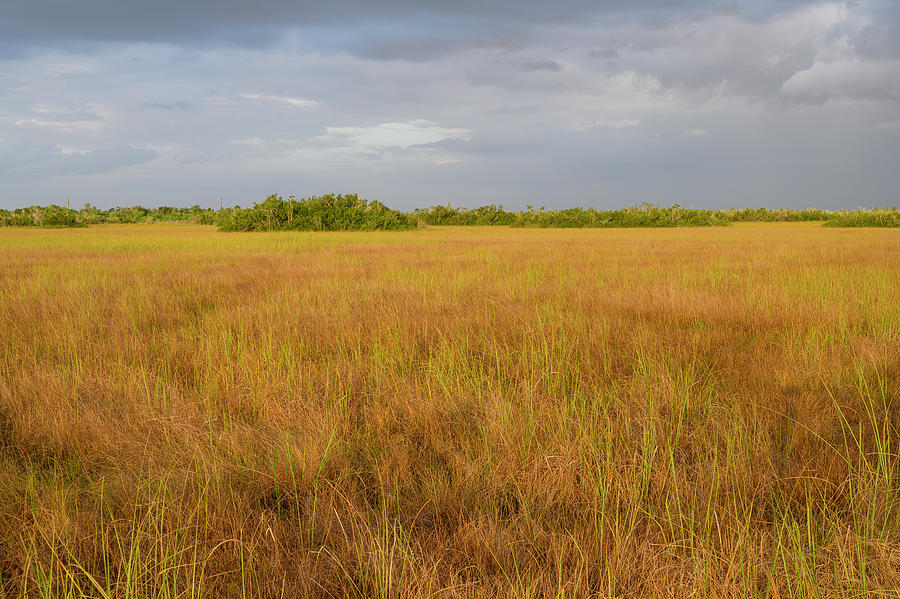 River of Grass Photograph by Rodger Crossman - Fine Art America