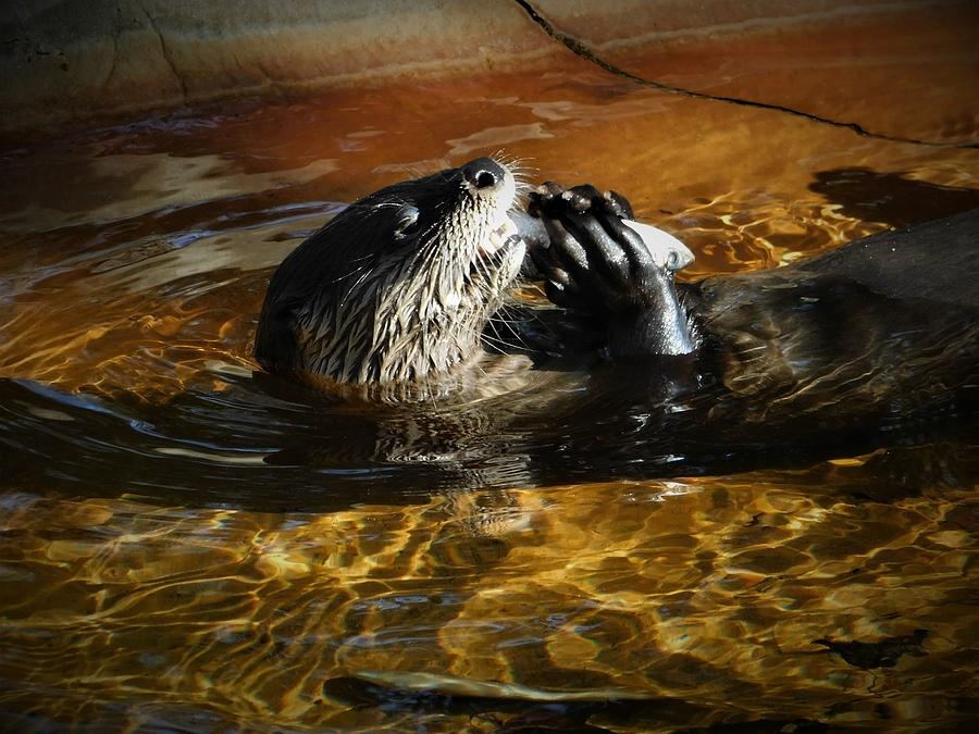 River Otter Photograph by Carl Moore