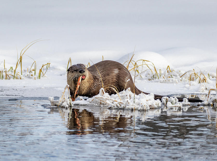 River Otter Fishing 11 Photograph by Michael Chatt