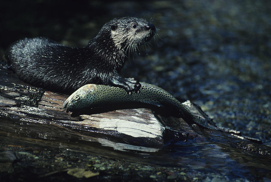 River otter in Summer with trout, North America Photograph by Tom Brakefield