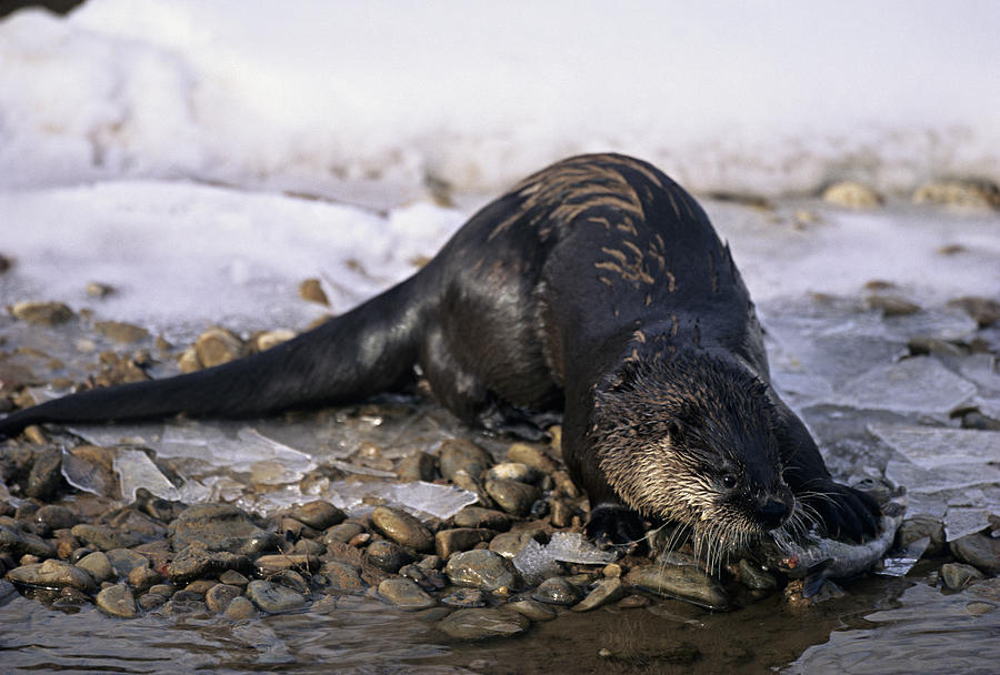 River Otter, Lutria canadensis, on snow-covered rocky shore, Uinta National Forest, Utah, USA Photograph by Kevin Schafer