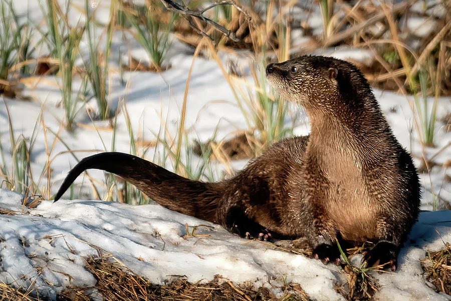 River Otter on a Snowy Bank Photograph by James Barber