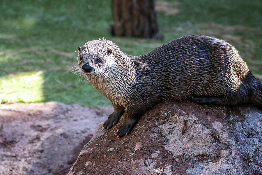 River Otter on Rocks Photograph by Dawn Richards