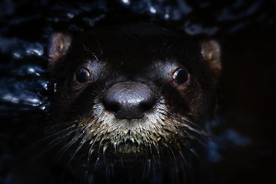 River Otter Portrait Photograph by Mark Andrew Thomas