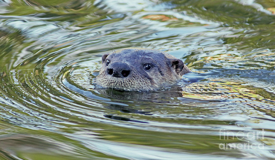River Otter Shows Up Photograph by Larry Nieland