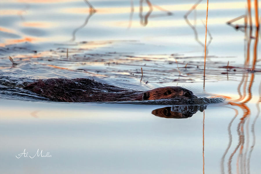 River Otter swimmimg Photograph by Al  Mueller