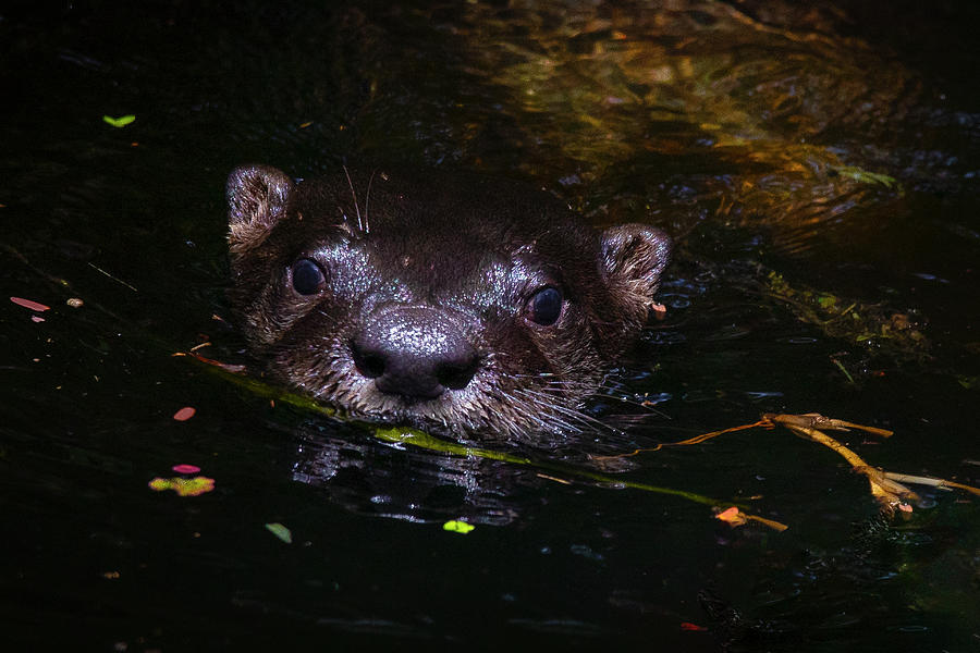 River Otter Takes A Swim Photograph by Mark Andrew Thomas