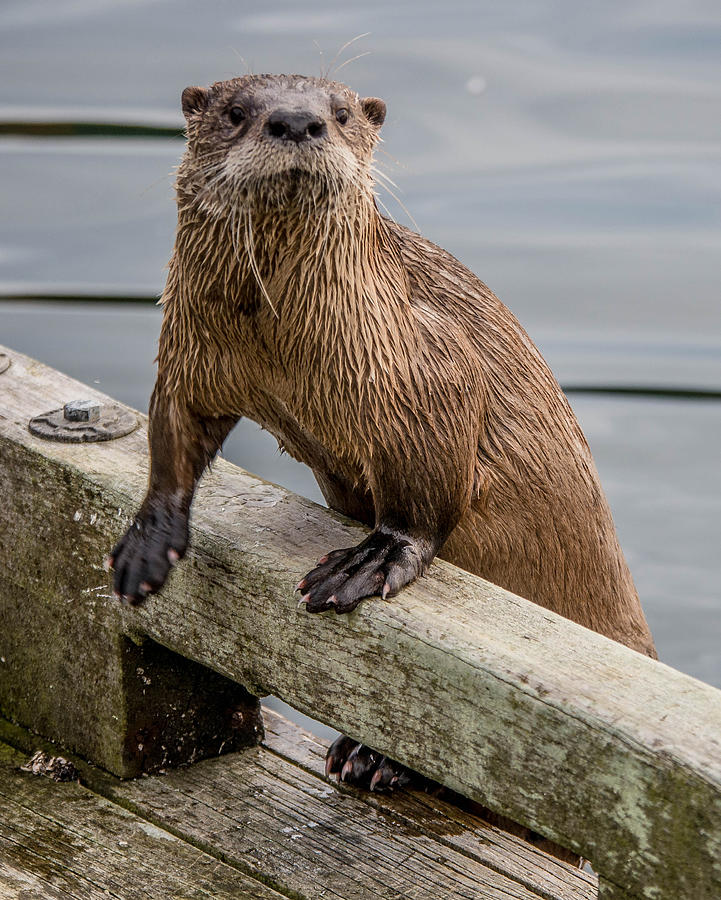 River Otter Photograph by Will LaVigne