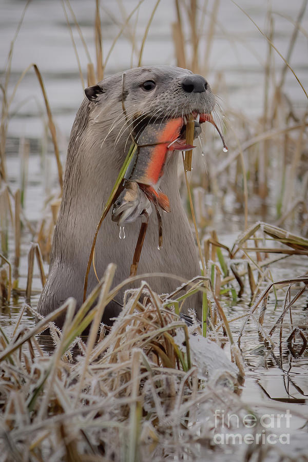 River Otter with Trout Photograph by Brad Schwarm