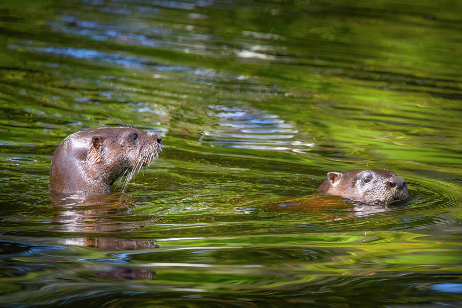 River Otters At Play Photograph by Mark Andrew Thomas