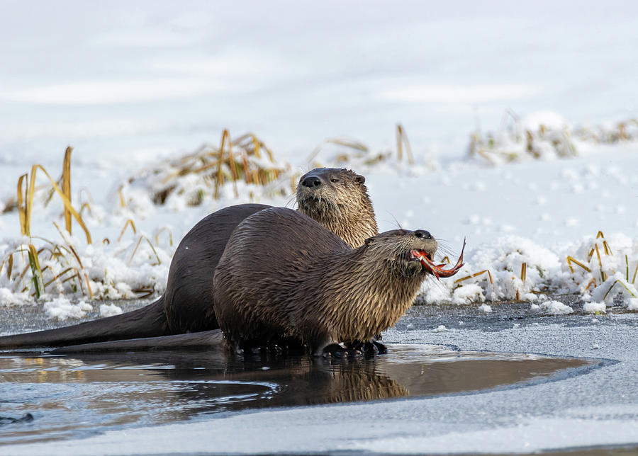 River Otters Fishing Photograph by Michael Chatt