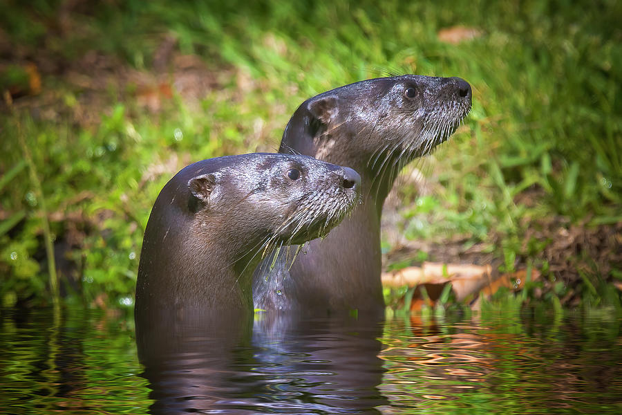 River Otters on Alert Photograph by Mark Andrew Thomas