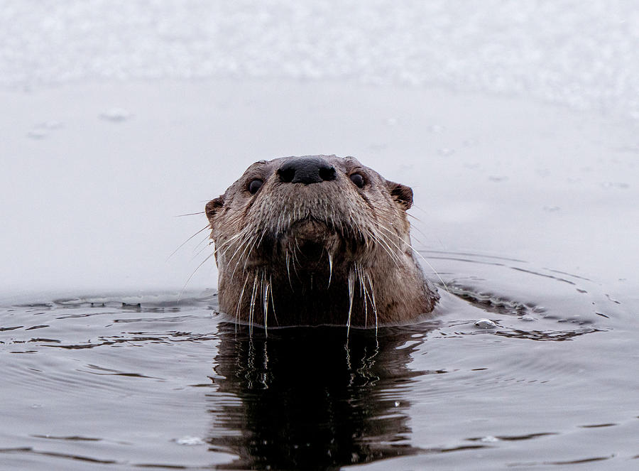 River Otters Saskatchewan Photograph