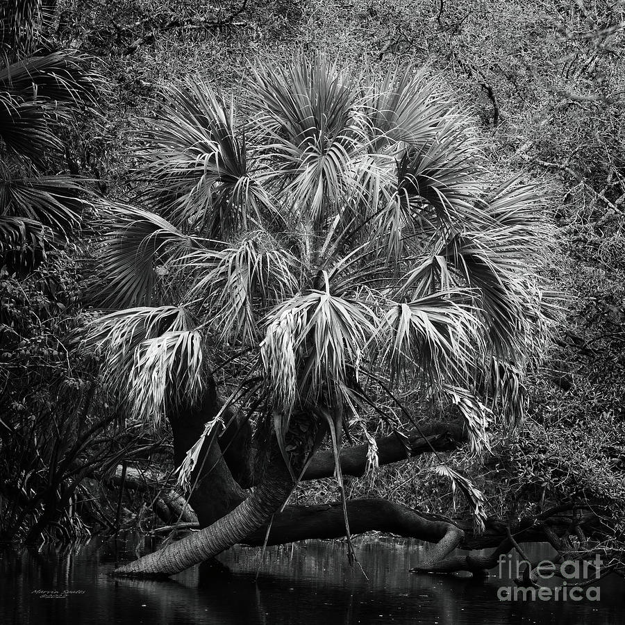 Nature Photograph - River Palm by Marvin Spates