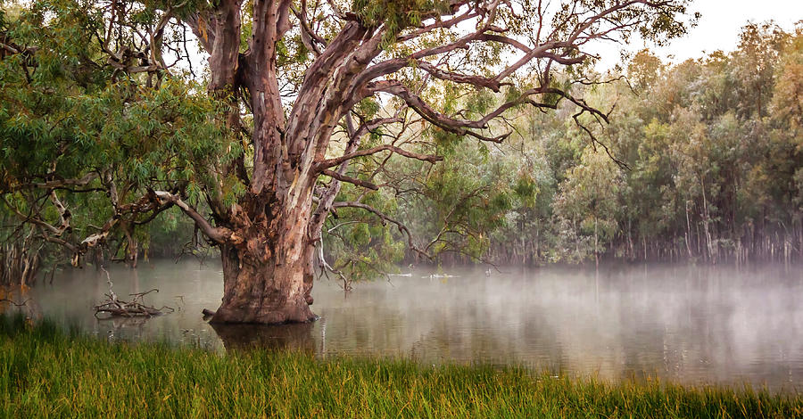 River Red Gum Photograph by Rhonda Buitenhuis