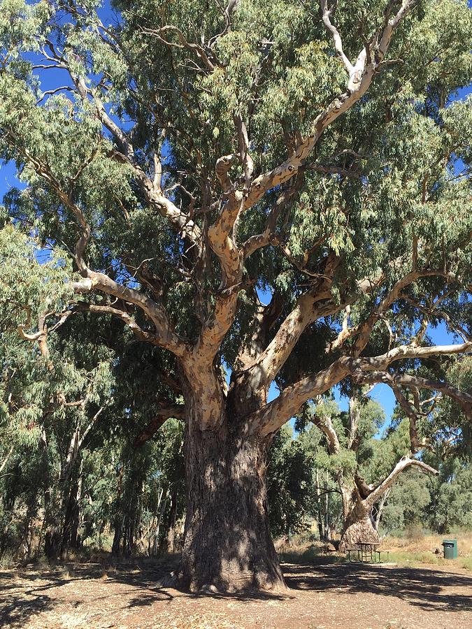 River Red Gum Tree Photograph by Marlene Challis
