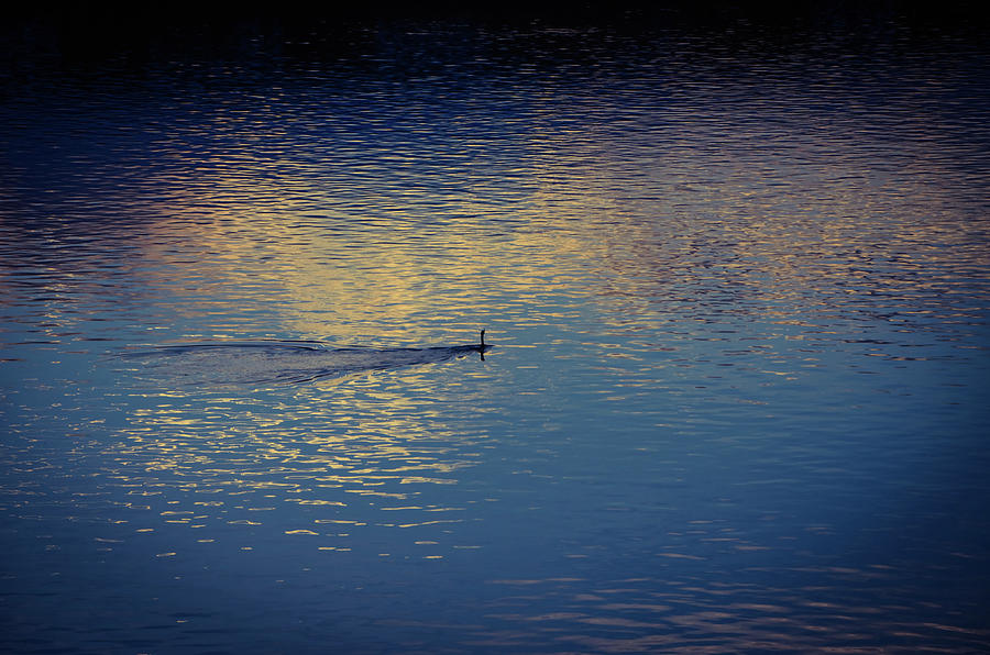 River Reflection Surprise Photograph by Marilyn MacCrakin