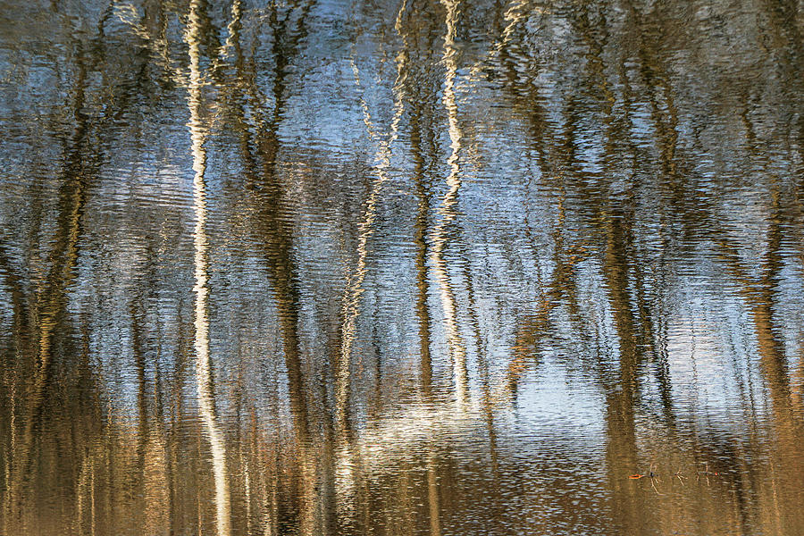 Birch Reflections 2 Photograph by Tana Reiff